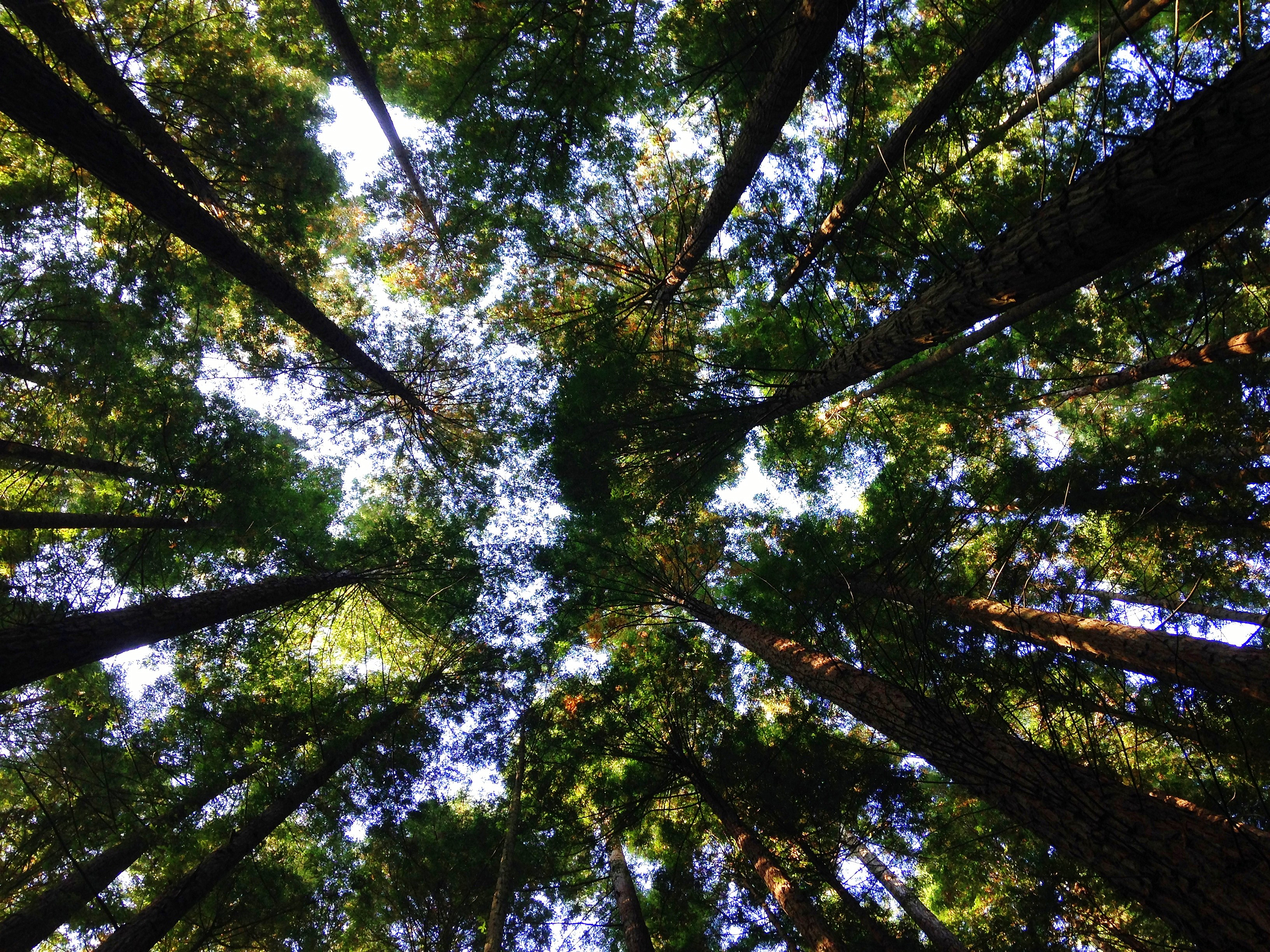 Trees