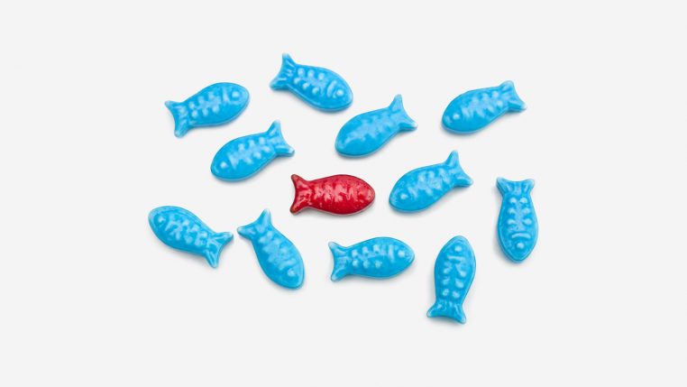 Several blue fish and one red fish
